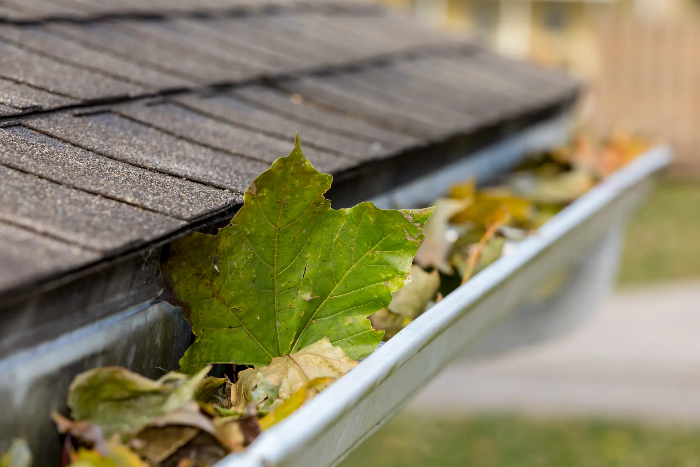 Leaves collected in gutters before professional gutter cleaning service in Glendale, CA